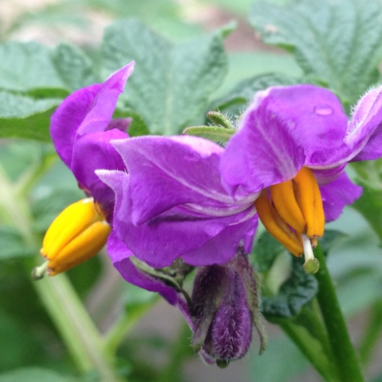plant image 431873