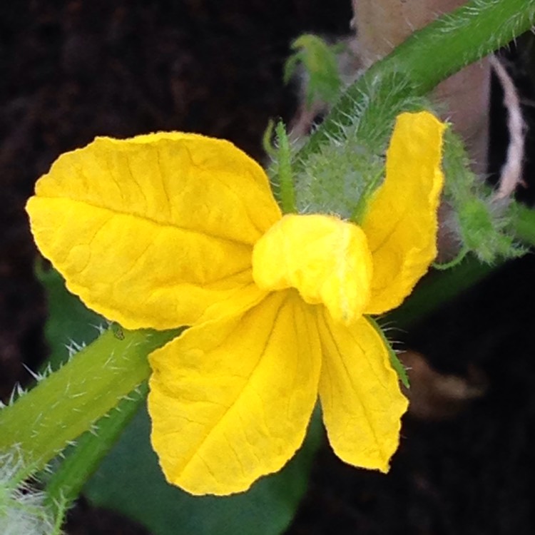 Plant image Cucumis Sativus 'Marketmore'