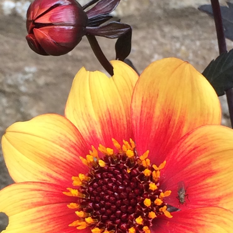 Plant image Dahlia Dark Angel 'Dragon Ball'