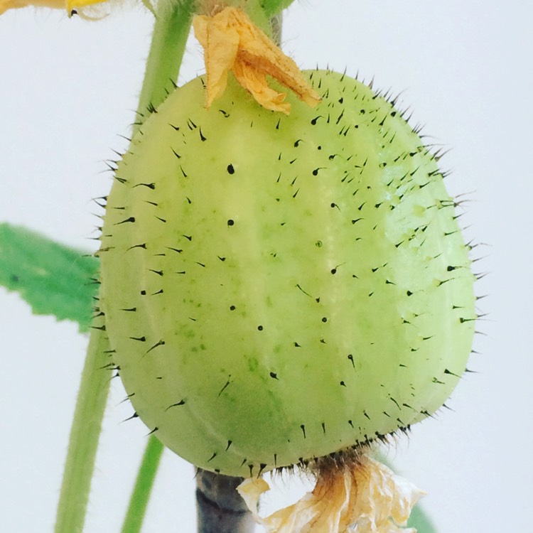plant image 523872
