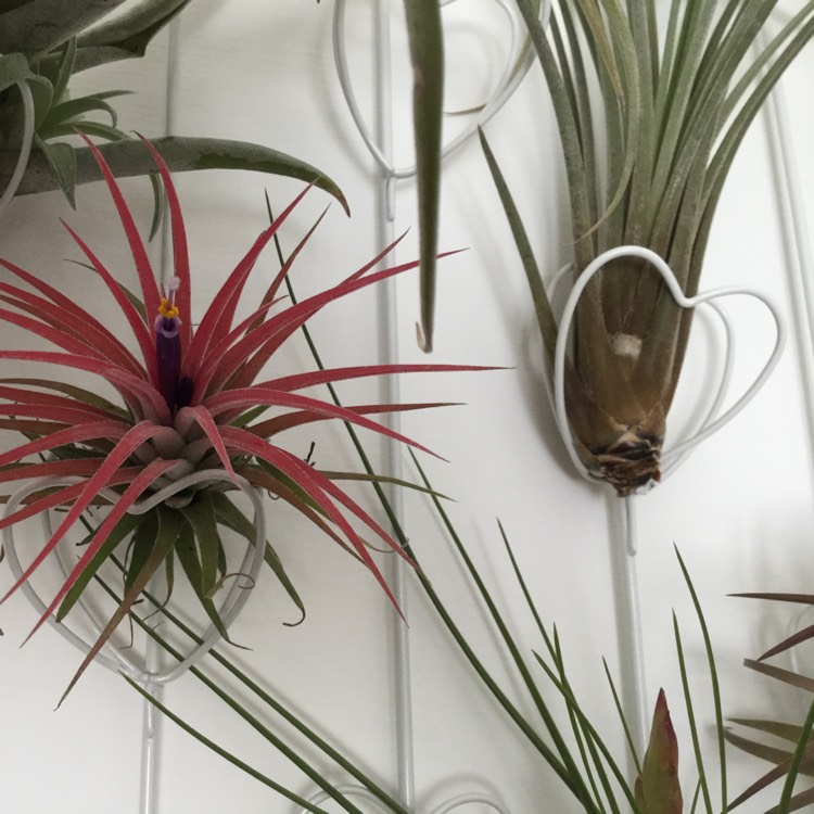 Plant image Tillandsia aeranthos 'Grisea'