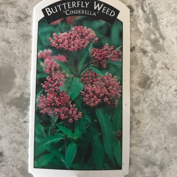 Plant image Asclepias incarnata 'White'