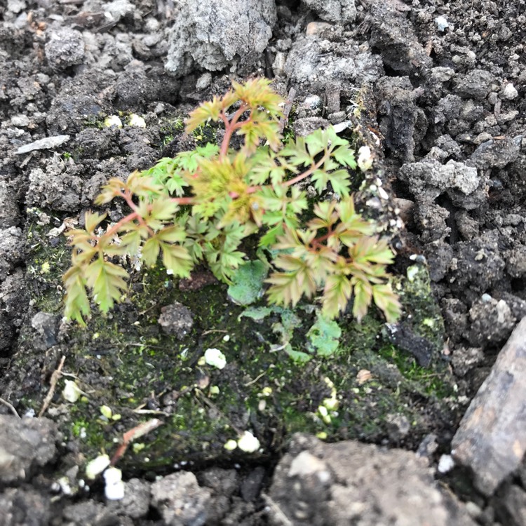 plant image 660747