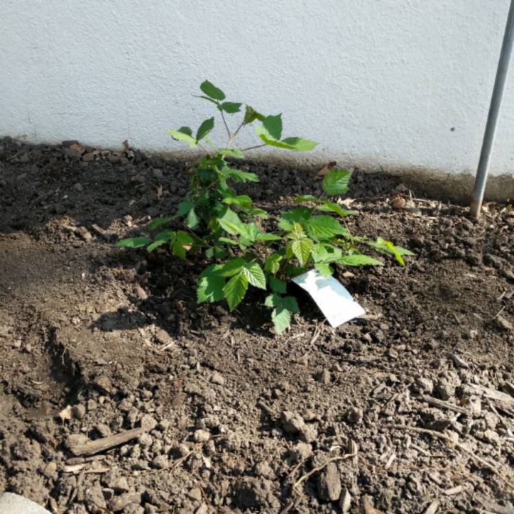 Plant image Rubus Fruticosus 'Ebony King'