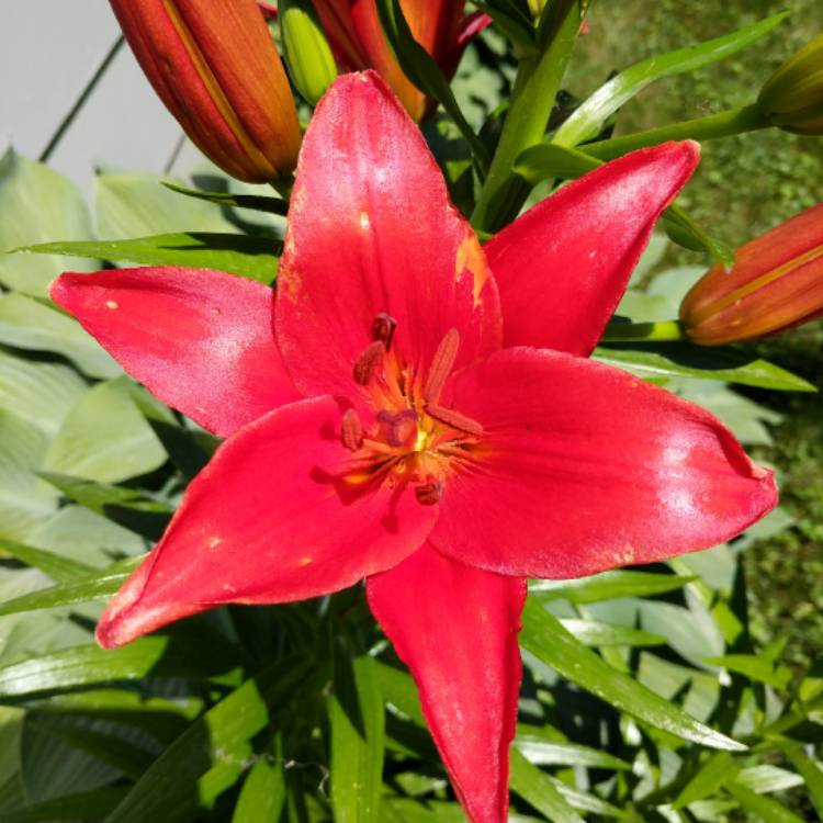 plant image 454174