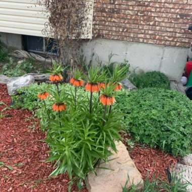 Laurie 's garden