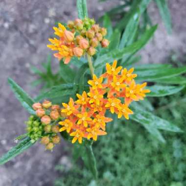 Orange Milkweed