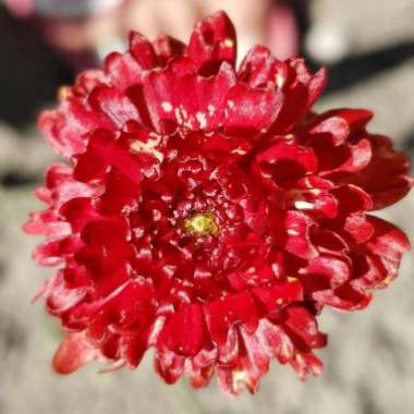 Laurie 's garden