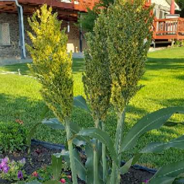 Laurie 's garden