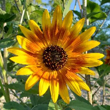 Laurie 's garden