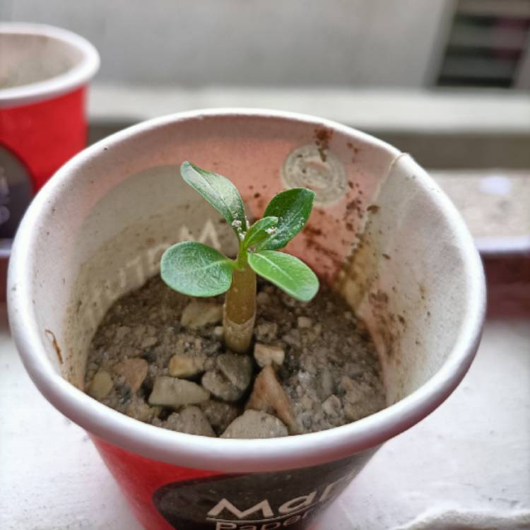 Plant image Adenium