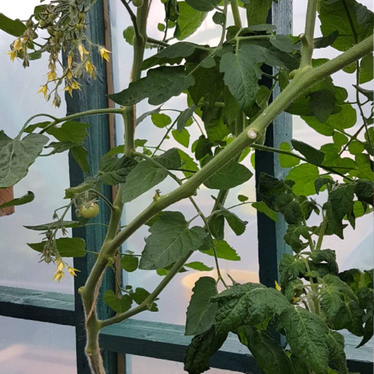 plant image 459815