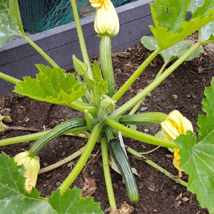 plant image 459851