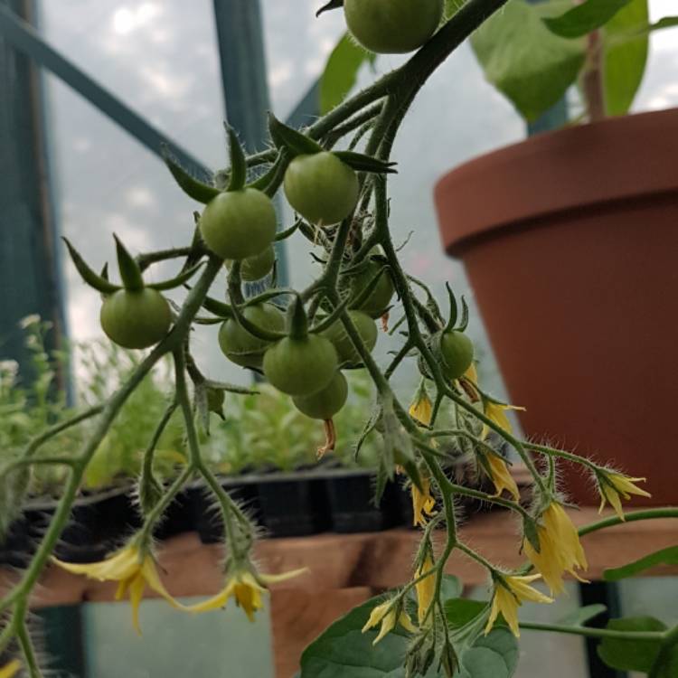 plant image 464280