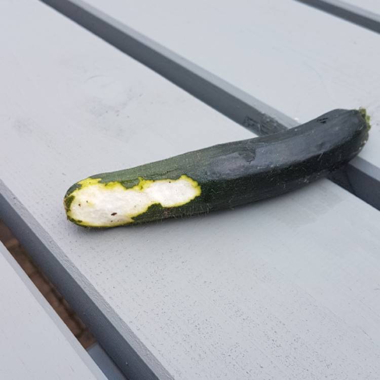 plant image 501158