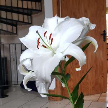 Lily 'Tiber' (Oriental)