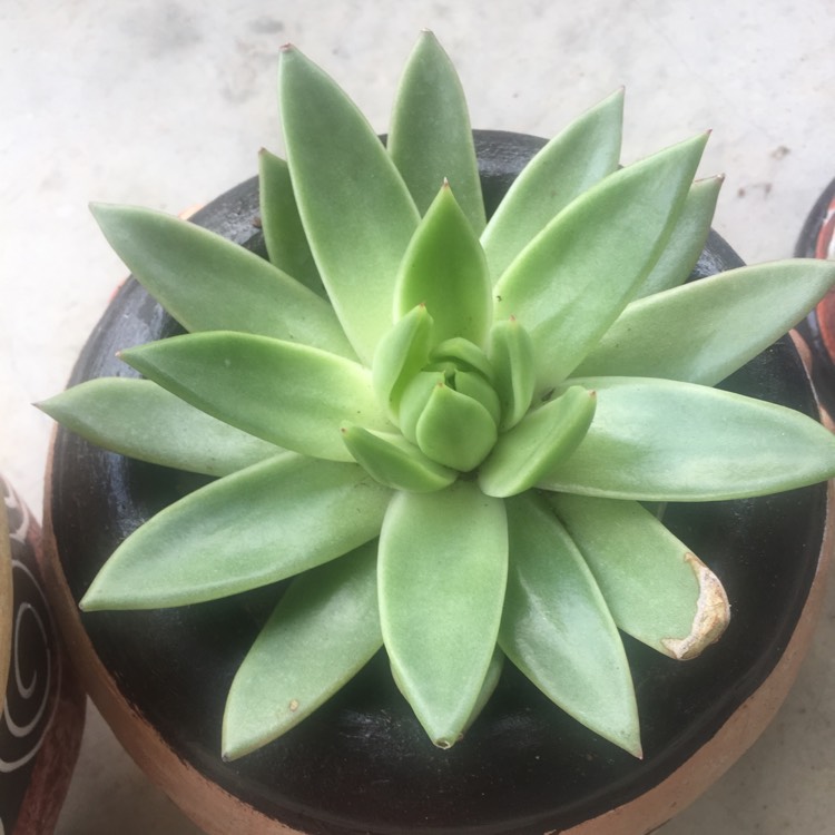 plant image 1133959