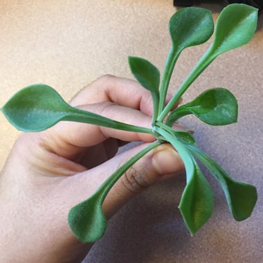 Senecio kleiniiformis
