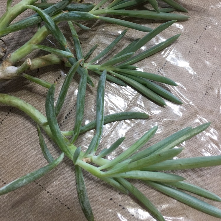 Plant image Senecio mandraliscae