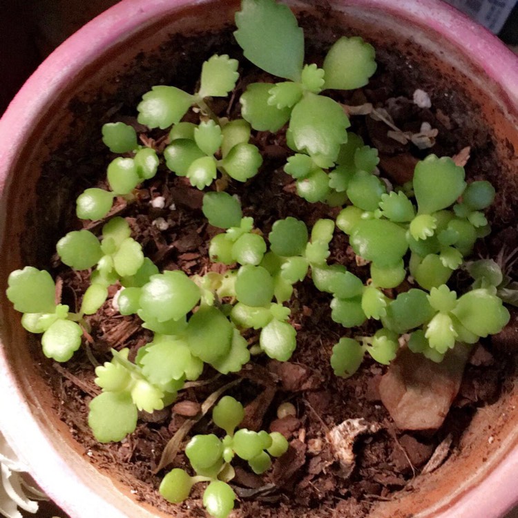 plant image 911823