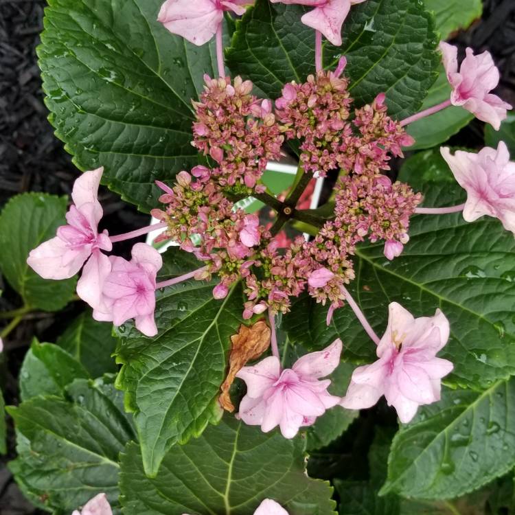 Plant image Hydrangea 'Cityline Paris Big Leaf'