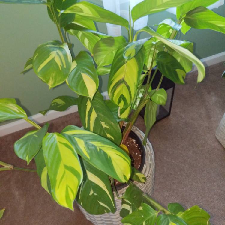 Plant image Ctenanthe lubbersiana 'Brazilian Snow'