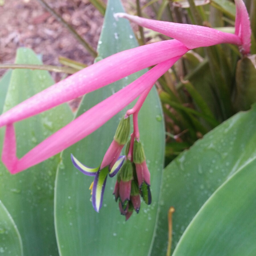 Billbergia nutans