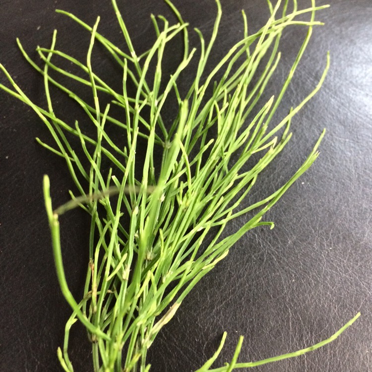 Plant image Equisetum arvense