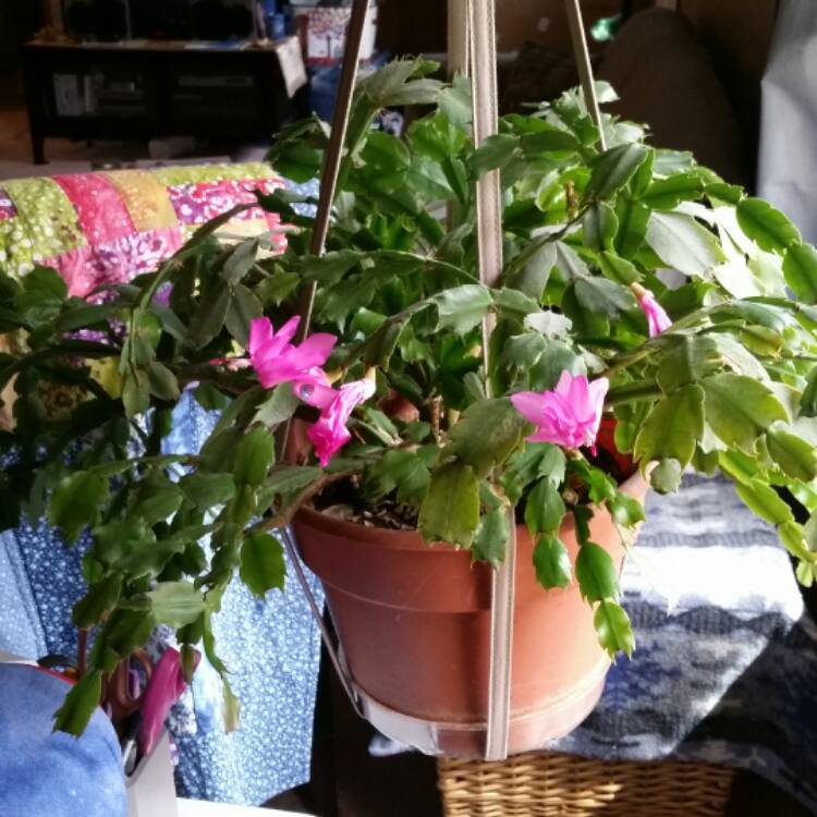 Plant image Schlumbergera truncata Rio Brazil
