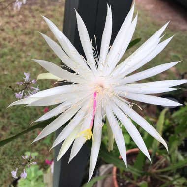 Linda's garden