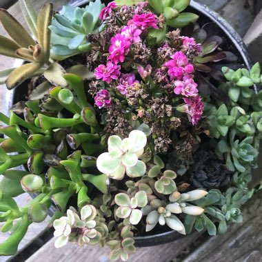 Linda's garden
