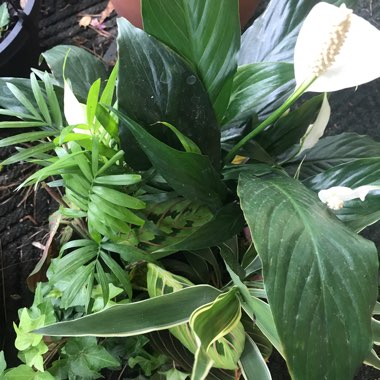 Linda's garden