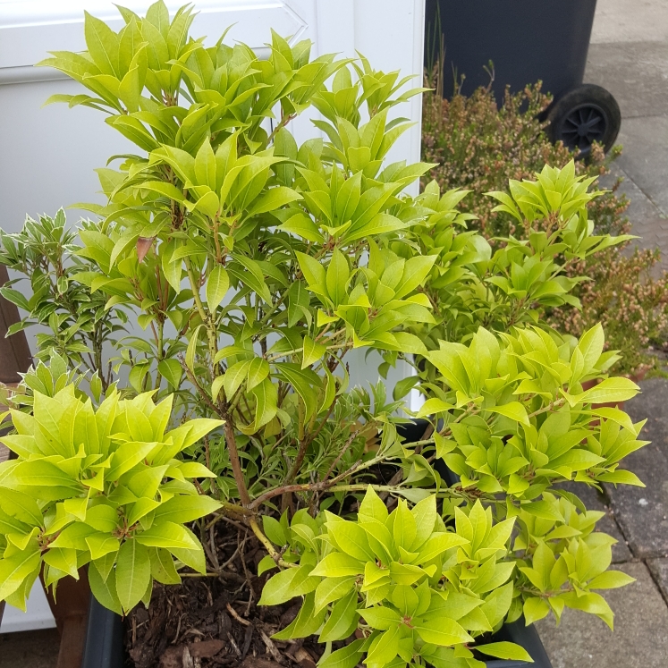 Plant image Pieris japonica 'Carnaval'