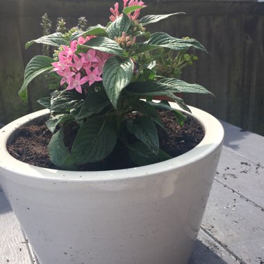 Nancie's garden