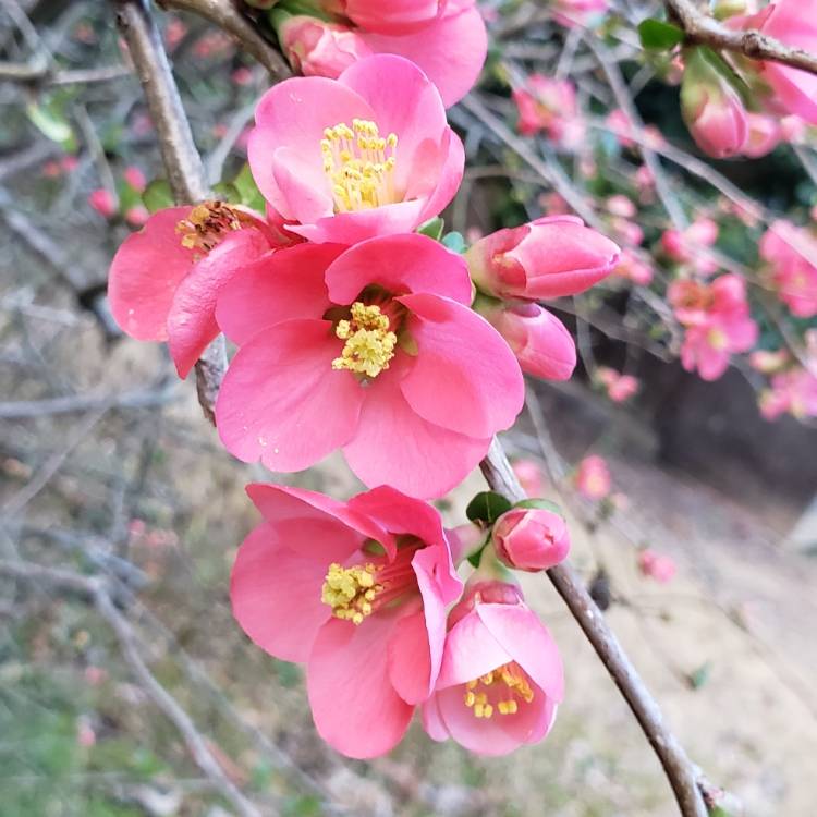 Plant image Chaenomeles x superba 'Pink Lady'
