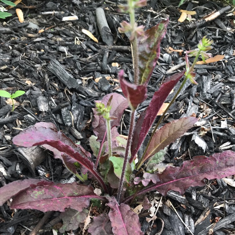 plant image 1063398