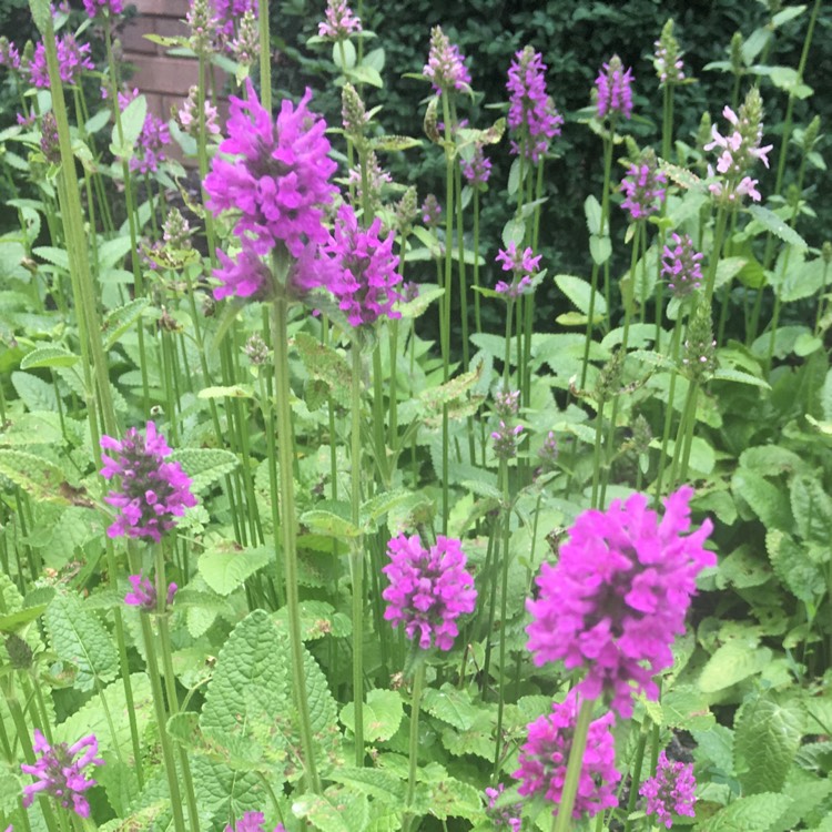 Plant image Stachys macrantha