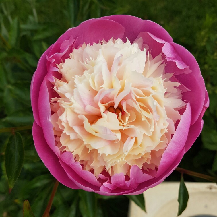 plant image 182749