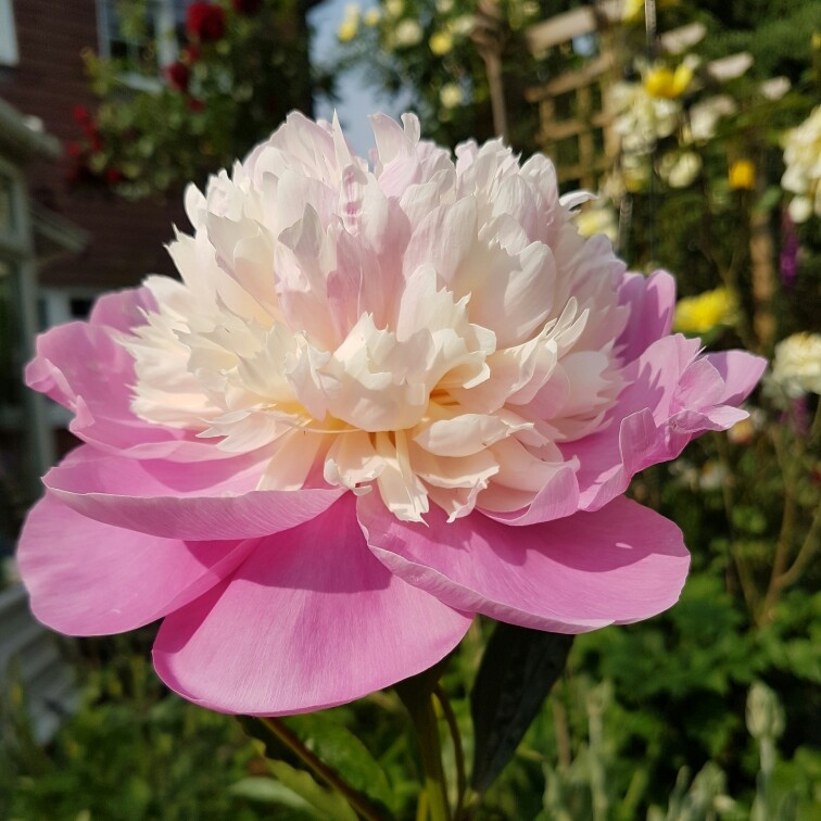 plant image 182752