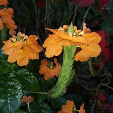Crossandra infundibuliformis