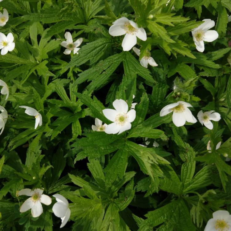 Plant image Anemone canadensis