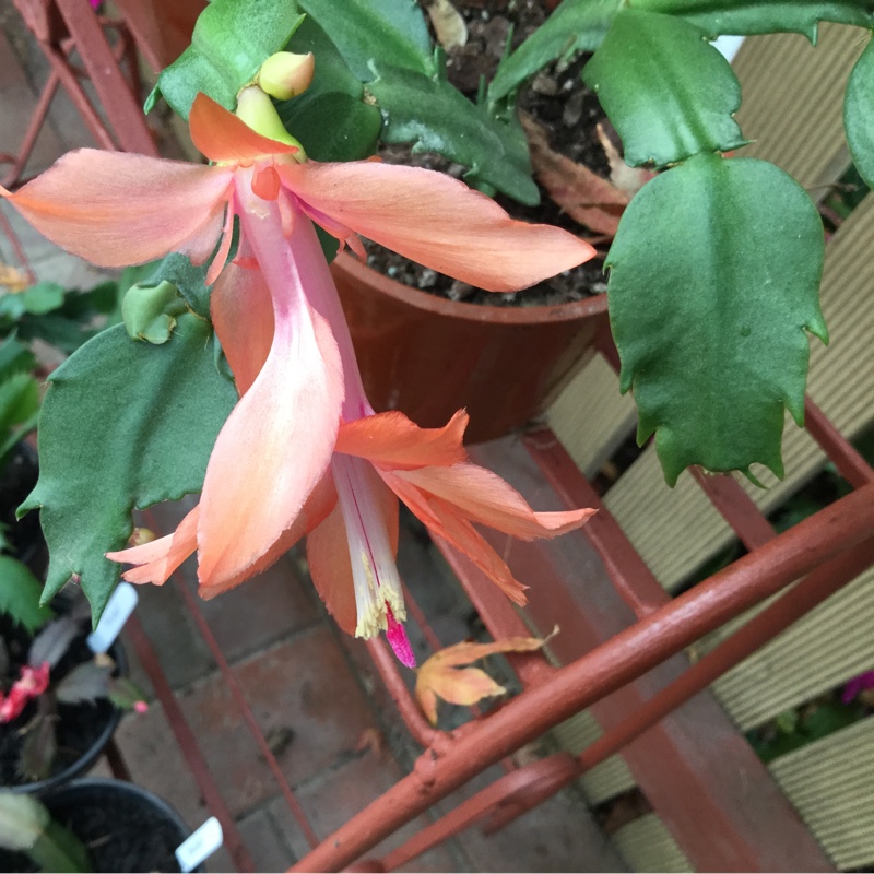plant image 107260