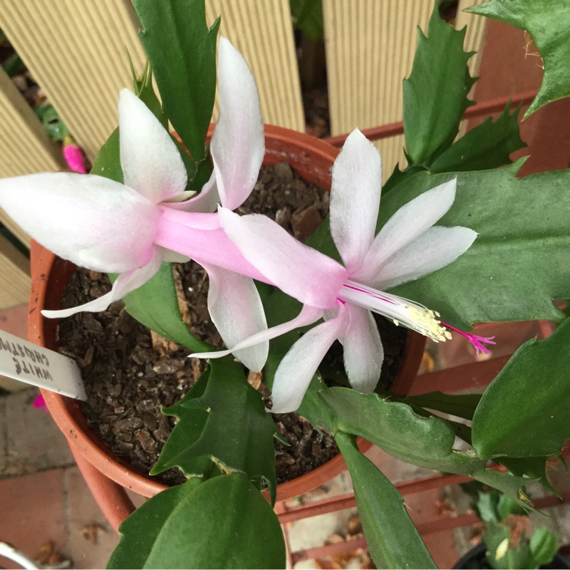 Plant image Schlumbergera truncata 'White Christmas'