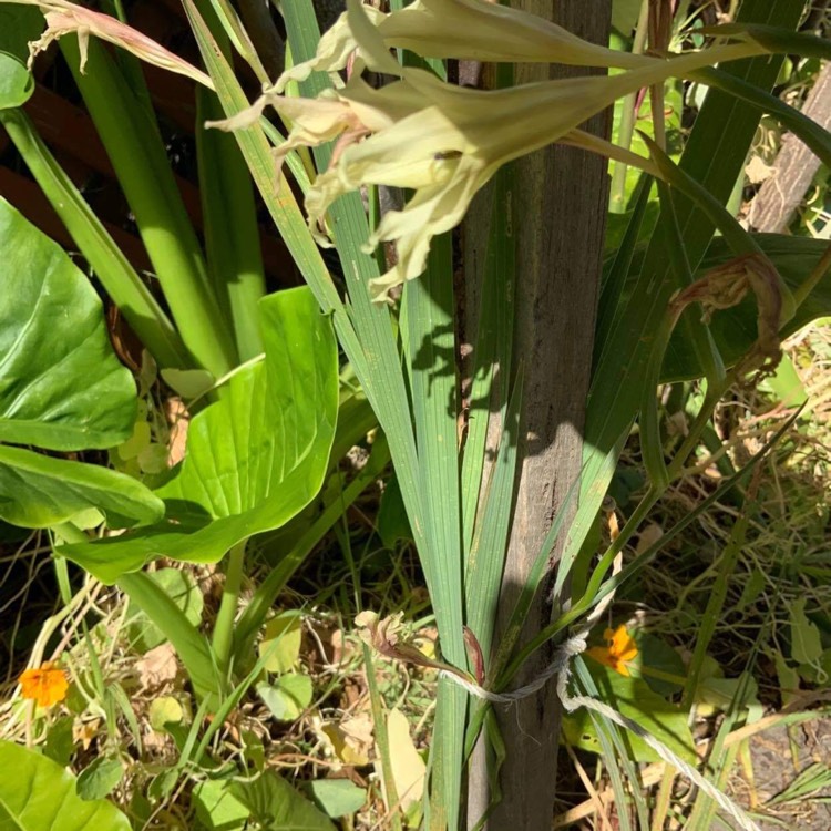 plant image 1424783