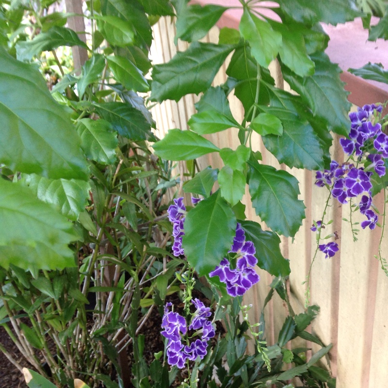 Plant image Duranta repens 'Geisha Girl'