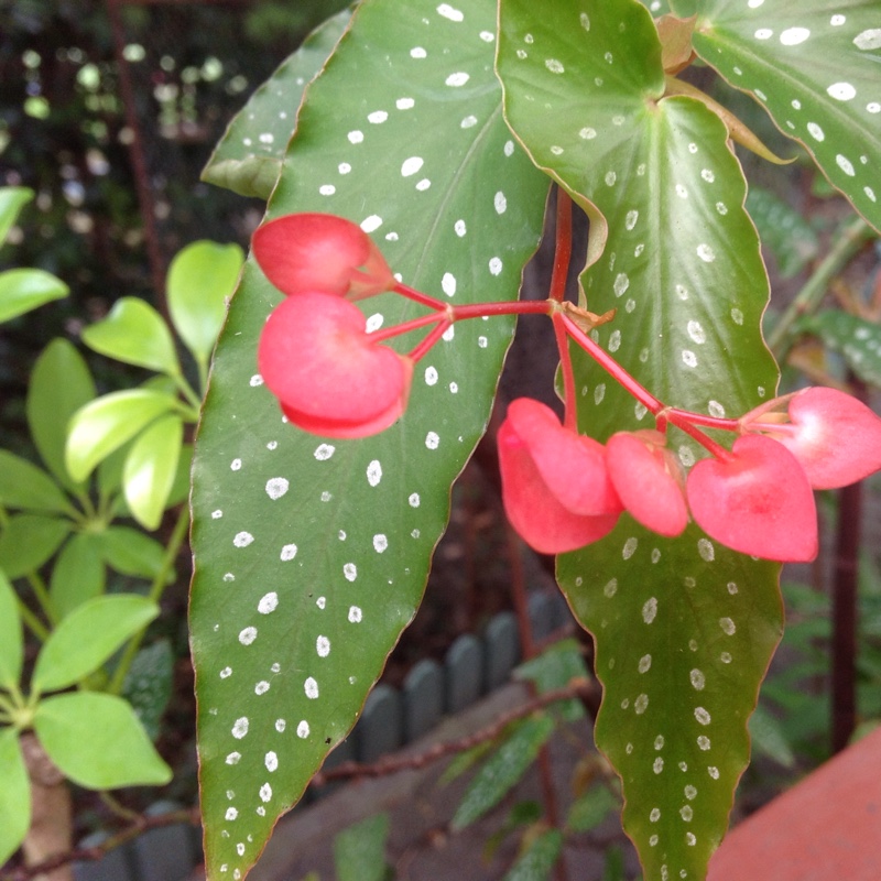 Begonia (Tuberous)