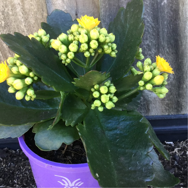 plant image 207545