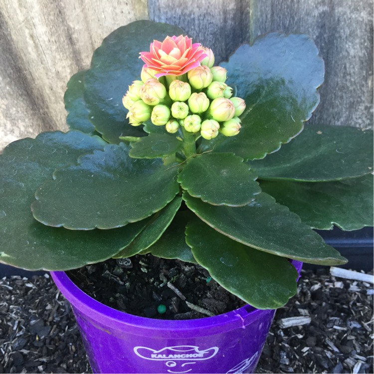 Plant image Kalanchoe blossfeldiana 'Double Flower Variety'