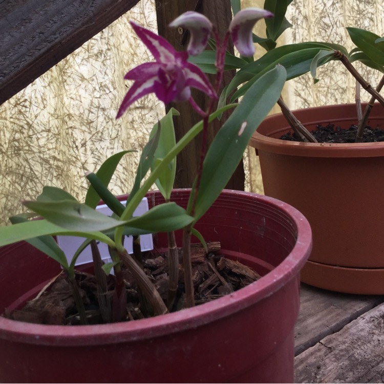 plant image 220304