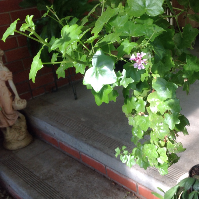 Pelargonium